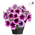 Bild von Petunia TP26 Rose vein